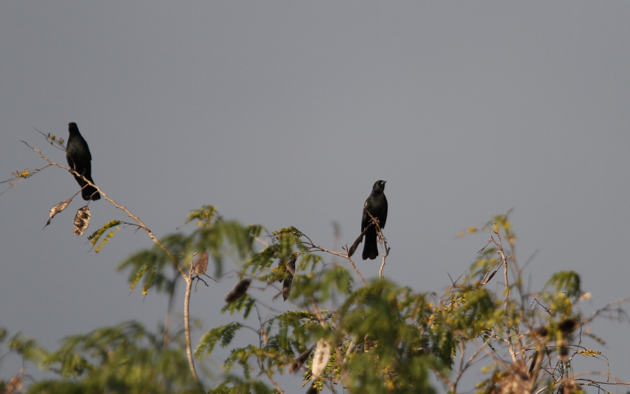 Red-shouldered Blackbird (Agelaius assimilis), photo 9