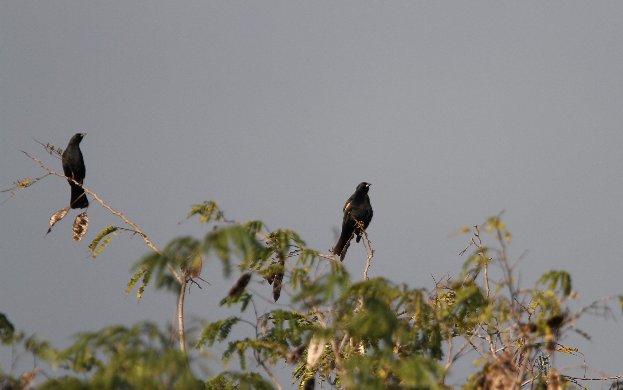 Red-shouldered Blackbird (Agelaius assimilis), photo 10
