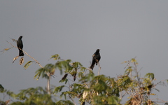 Agelaius assimilis