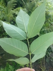 Fraxinus americana