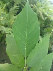 Fraxinus americana