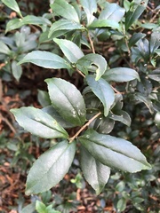 Symplocos macrostroma