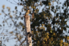 Colaptes fernandinae