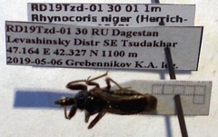Rhynocoris niger