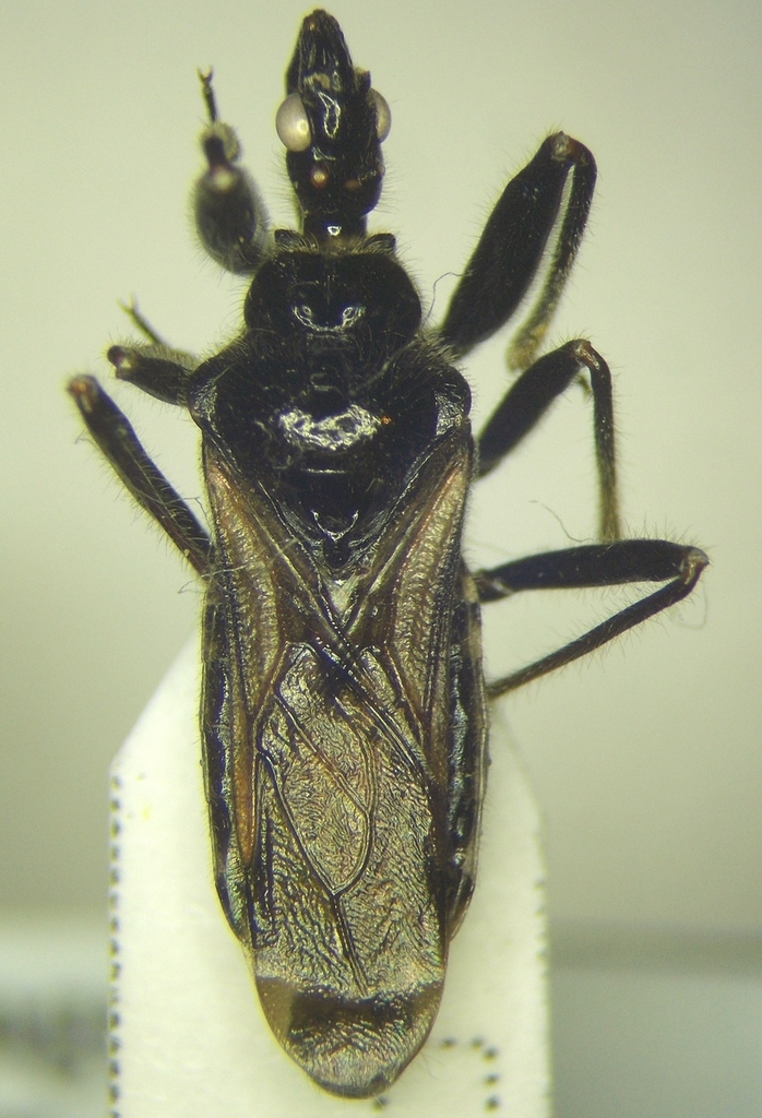 Rhynocoris niger
