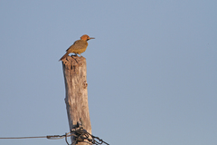 Colaptes fernandinae