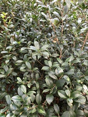 Symplocos macrostroma