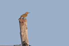 Colaptes fernandinae