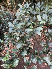 Symplocos macrostroma