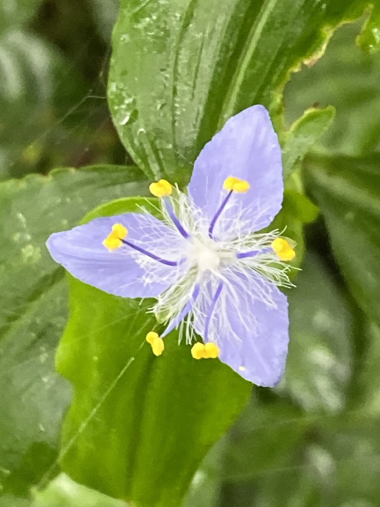Ivoniella