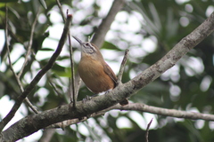 Cantorchilus leucotis