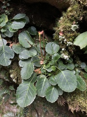 Shortia rotundifolia