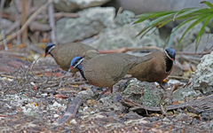 Starnoenas cyanocephala