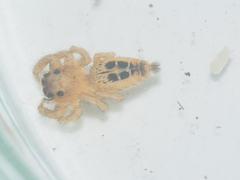 Thyene imperialis