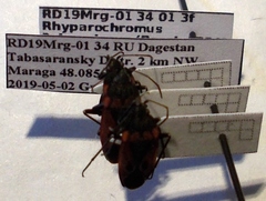 Rhyparochromus