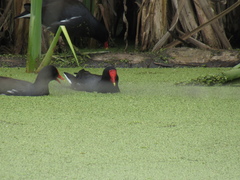 Gallinula galeata
