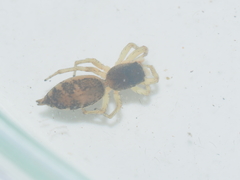 Cosmophasis thalassina