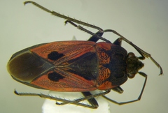 Rhyparochromus
