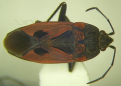 Rhyparochromus