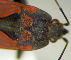 Rhyparochromus