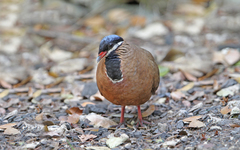 Starnoenas cyanocephala