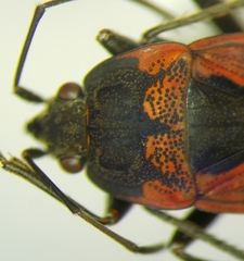 Rhyparochromus