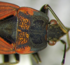 Rhyparochromus