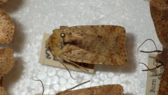 Conistra rubiginea