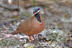 Starnoenas cyanocephala