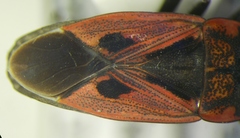 Rhyparochromus