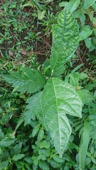 Ficus montana