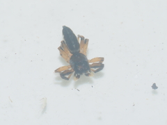 Cosmophasis thalassina
