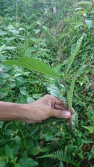 Ficus montana