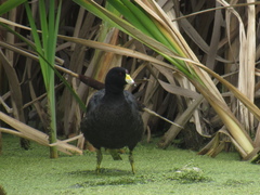 Fulica americana