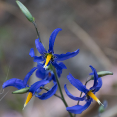 Conanthera bifolia
