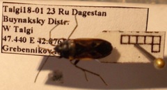 Rhyparochromus