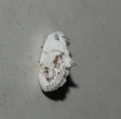 Wurthiini