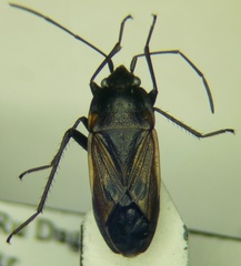 Rhyparochromus