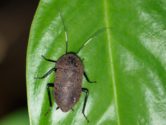 Catara minor