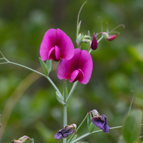Tangier Pea