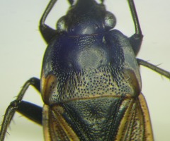 Rhyparochromus