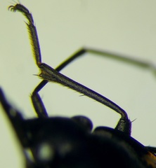 Rhyparochromus