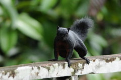 Callosciurus prevostii pluto