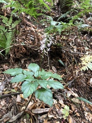 Ainsliaea macroclinidioides