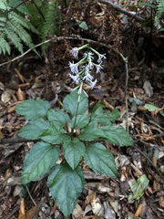 Ainsliaea macroclinidioides