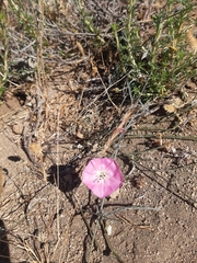 Convolvulus chilensis
