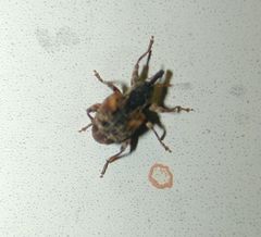 Conotrachelus anaglypticus
