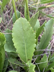 Senecio erubescens