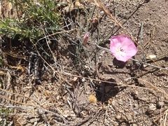 Convolvulus chilensis