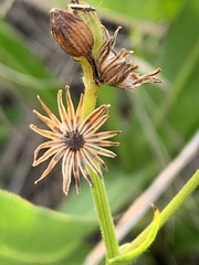 Senecio erubescens